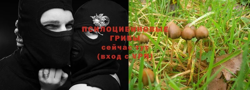 сколько стоит  Кирсанов  Галлюциногенные грибы Psilocybe 